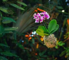 Formation Composition végétale de deuil