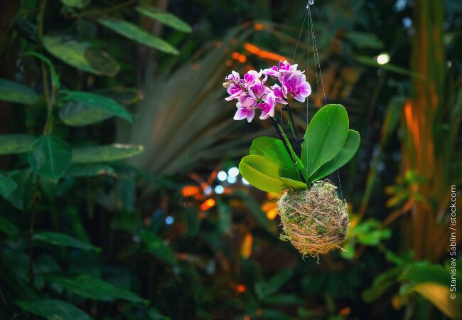 Formation Composition végétale de deuil